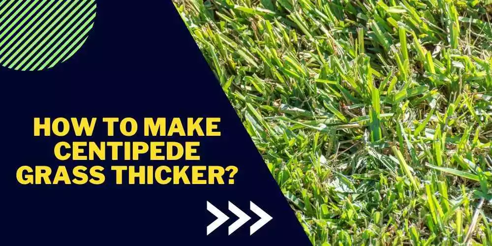 How To Make Centipede Grass Thicker Easy Guide