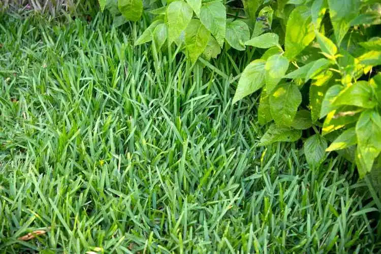 How to make centipede grass thicker? complete guide. 