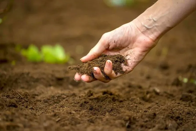 Preparation of the Soil for seeding