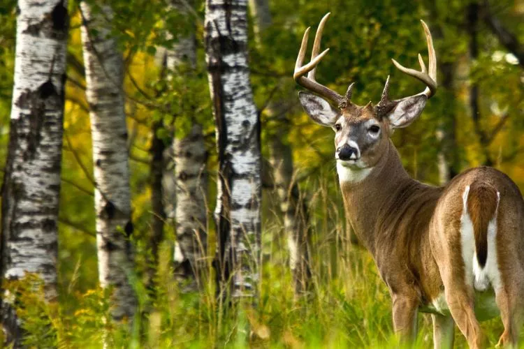 What Will Attract Deer Fast