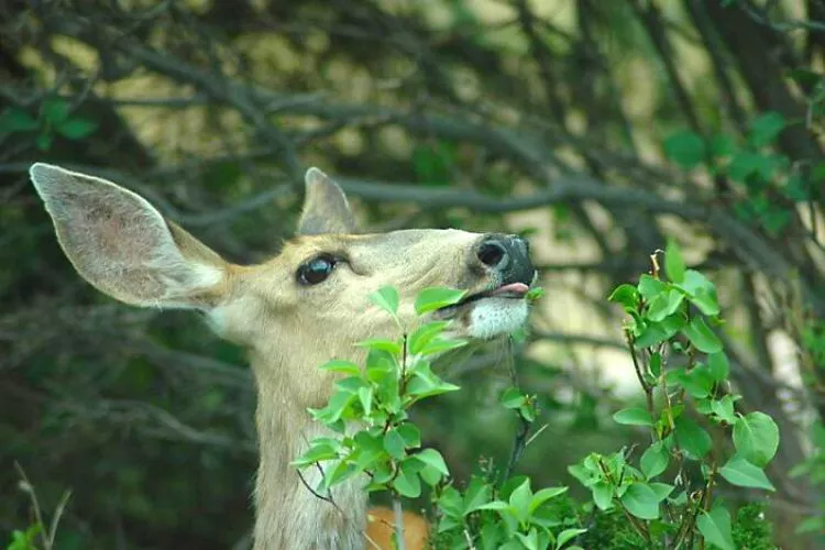 Will The Smell Of Weed Scare Deer Away