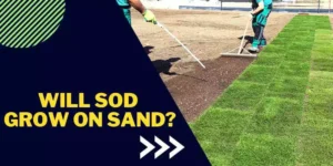 Will sod grow on sand (detail explanation)