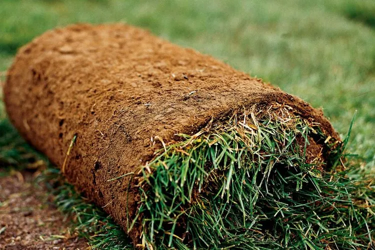 Will sod grow on sand? Complete Tutorial To Grow Sod On Sand