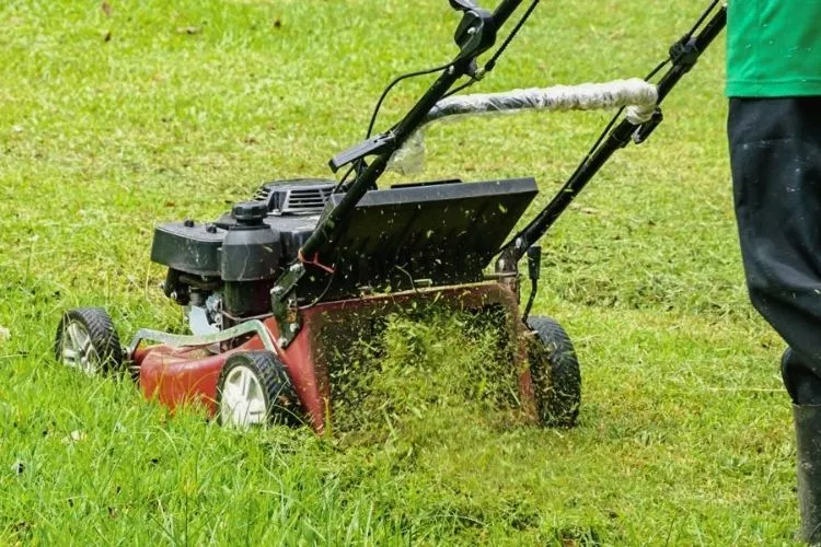 Can you be fined for not mowing your lawn? everything you should know. 