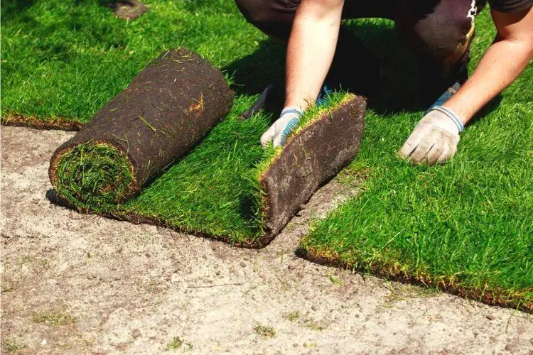 Can you walk on New Sod? Everything You Should Know