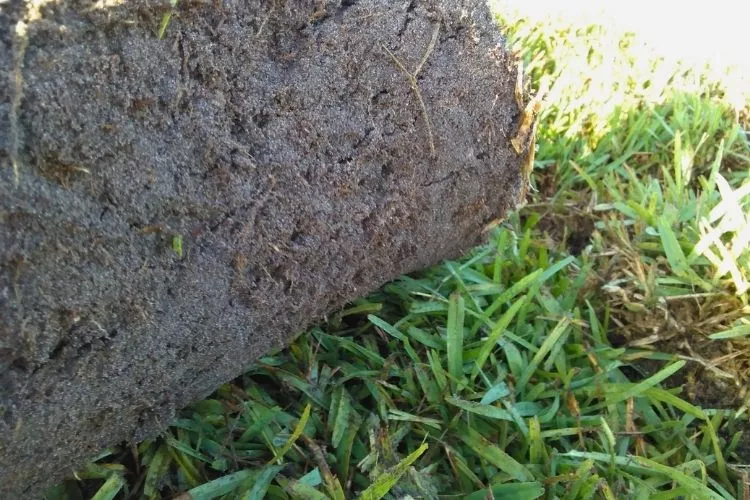 Causes Of Sod Not Taking Root