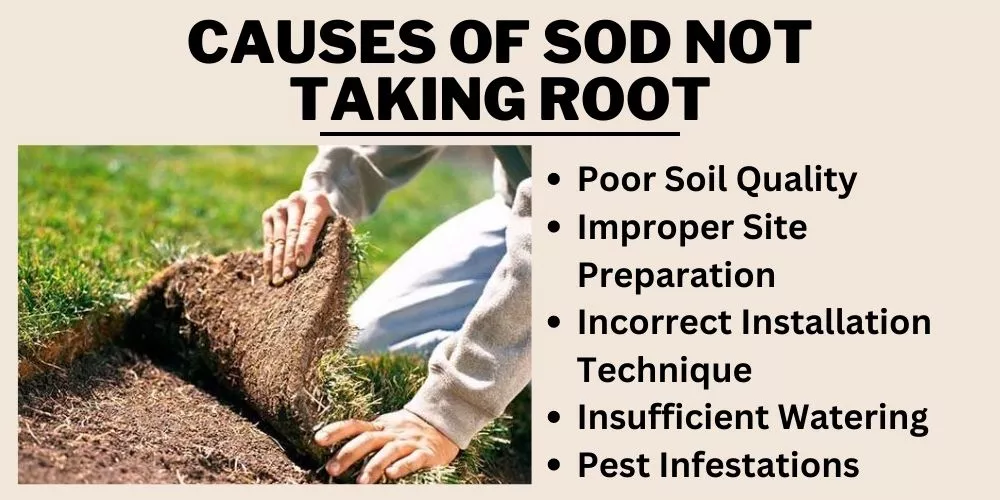 Causes Of Sod Not Taking Root