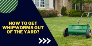 How to get whipworms out of the yard