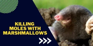 Killing moles with marshmallows