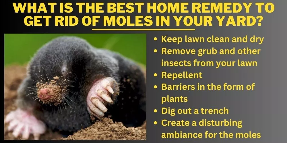 What is the best home remedy to get rid of moles in your yard