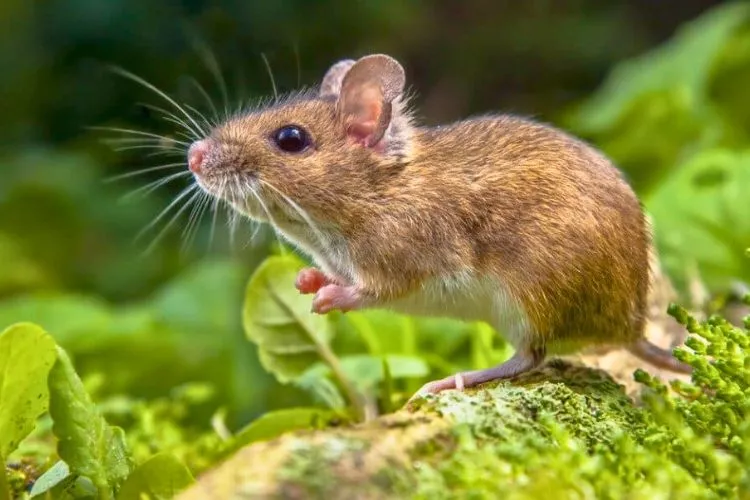 Does bleach kill rats and mice