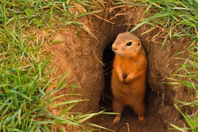 How do I permanently get rid of gophers