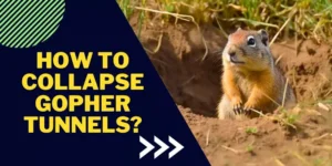 How to collapse gopher tunnels