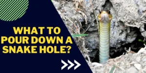 What to pour down a snake hole