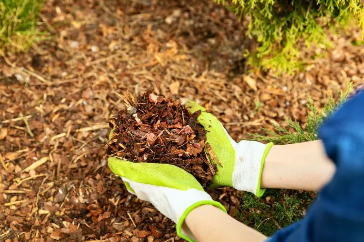 Does mulch help with drainage? is it a garden myth? Or effective solution? 