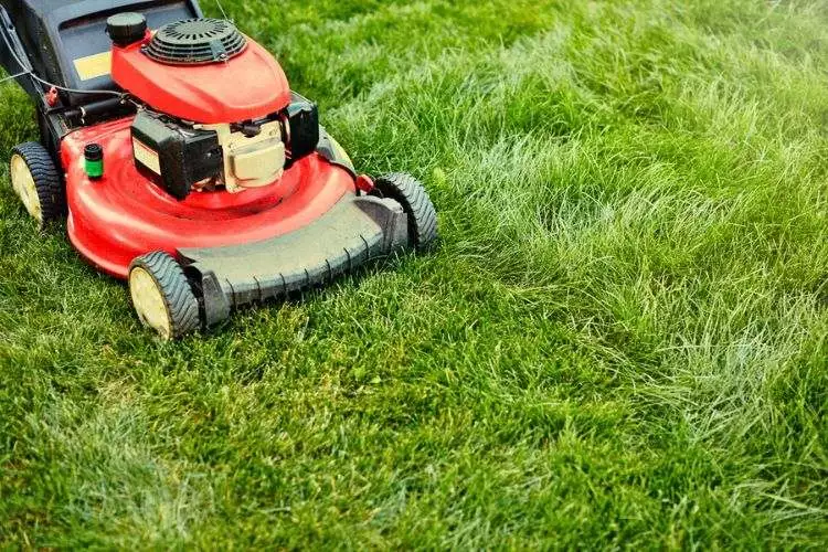 How fast does grass grow after mowing? Factors affecting grass growth