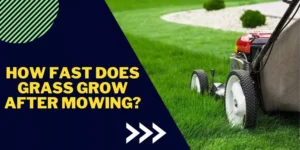 How fast does grass grow after mowing